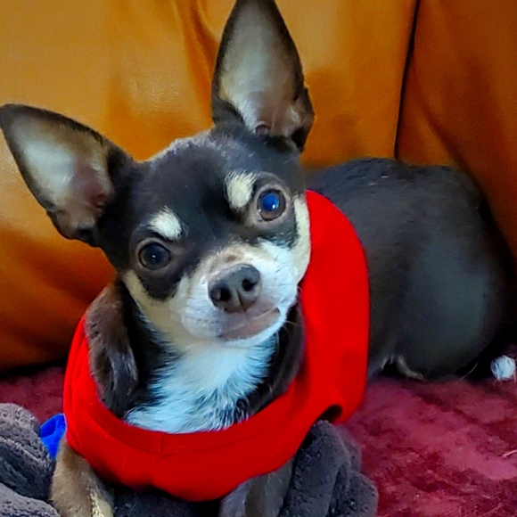 Meet your Posher, Alyse - Picture 8 of 16